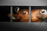 Petition: Tiertransporte in Drittstaaten stoppen!