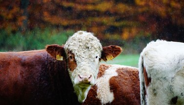 Porträt eines Rinds zwischen Artgenoss:innen im Regen.