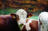 Porträt eines Rinds zwischen Artgenoss:innen im Regen.