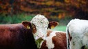 Porträt eines Rinds zwischen Artgenoss:innen im Regen.