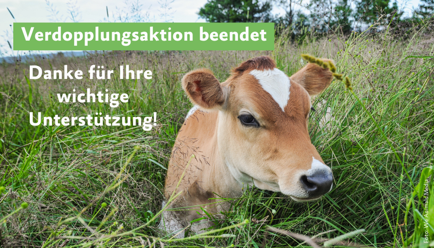 Kalb liegt auf Weide