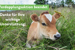 Kalb liegt auf Weide