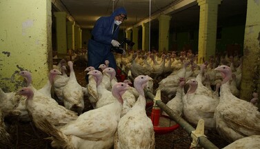 Recherche-Aktivist in einem Putenstall