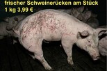 verletztes Schwein