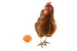 Huhn und Ei