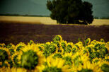 Sonnenblumen
