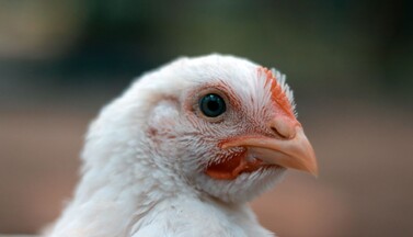 Porträt eines Masthuhns.