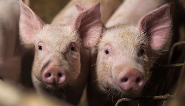 Porträt zweier Ferkel im Stall.