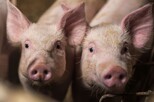 Porträt zweier Ferkel im Stall.