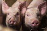 Porträt zweier Ferkel im Stall.