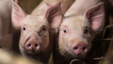 Porträt zweier Ferkel im Stall.