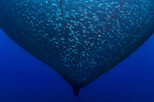 Fische im Netz