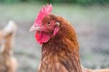 Huhn
