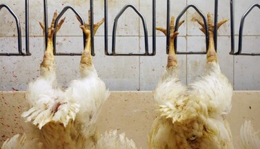 geschlachtete Hühner