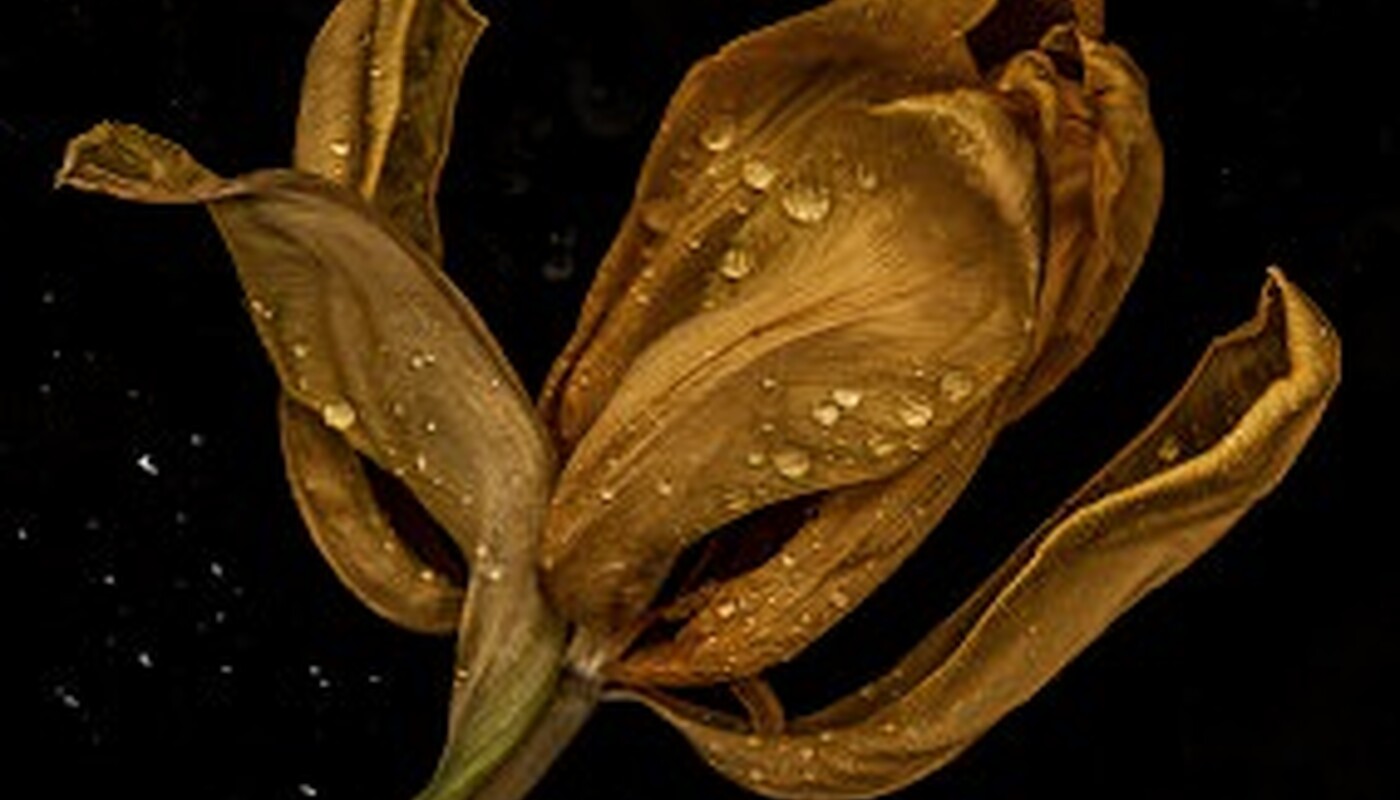 Verdorrte Blume mit Wassertropfen auf schwarzem Grund