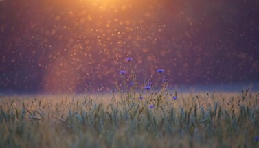 Kornblumen im Sonnenuntergang mit Insekten.