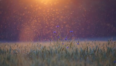 Kornblumen im Sonnenuntergang mit Insekten.
