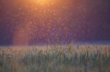 Kornblumen im Sonnenuntergang mit Insekten.
