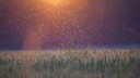 Kornblumen im Sonnenuntergang mit Insekten.
