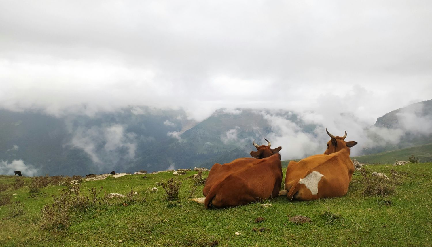 Zwei Rinder liegen auf einer Weide in den Bergen und schauen in die Ferne.