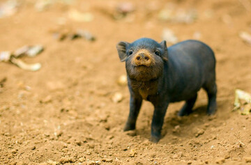 Ferkel im Sand