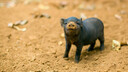 Ferkel im Sand