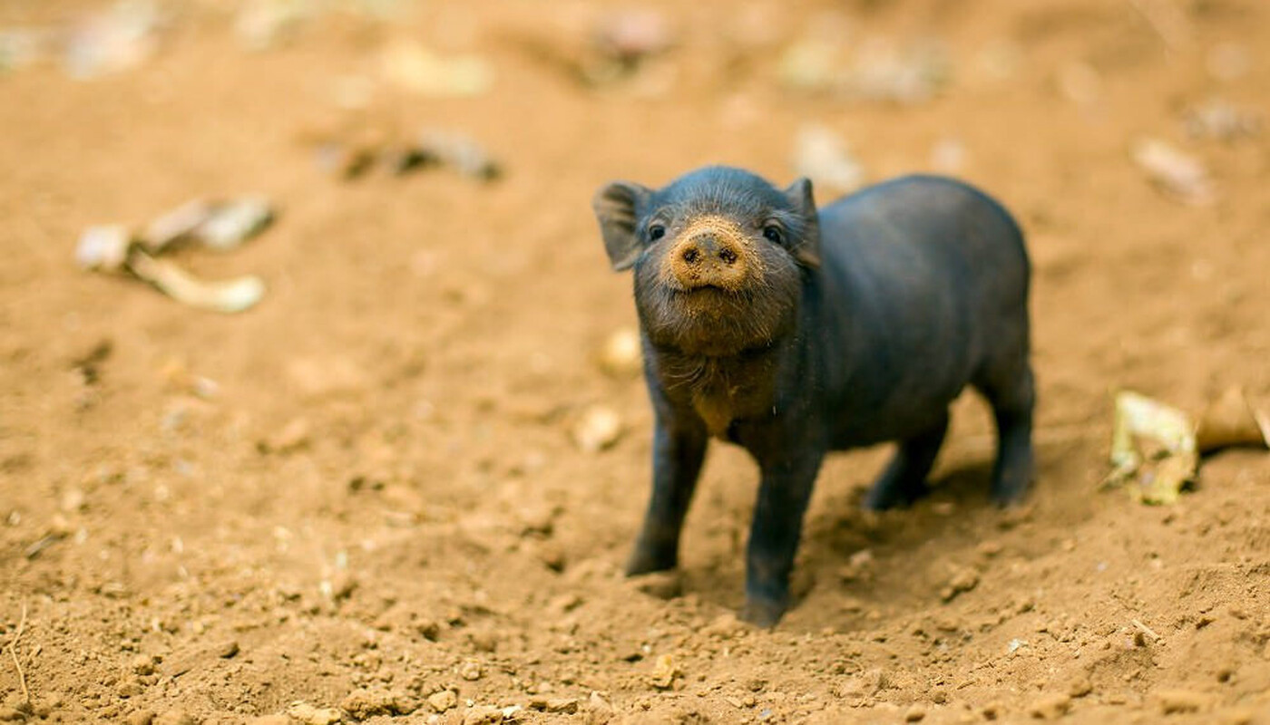 Ferkel im Sand