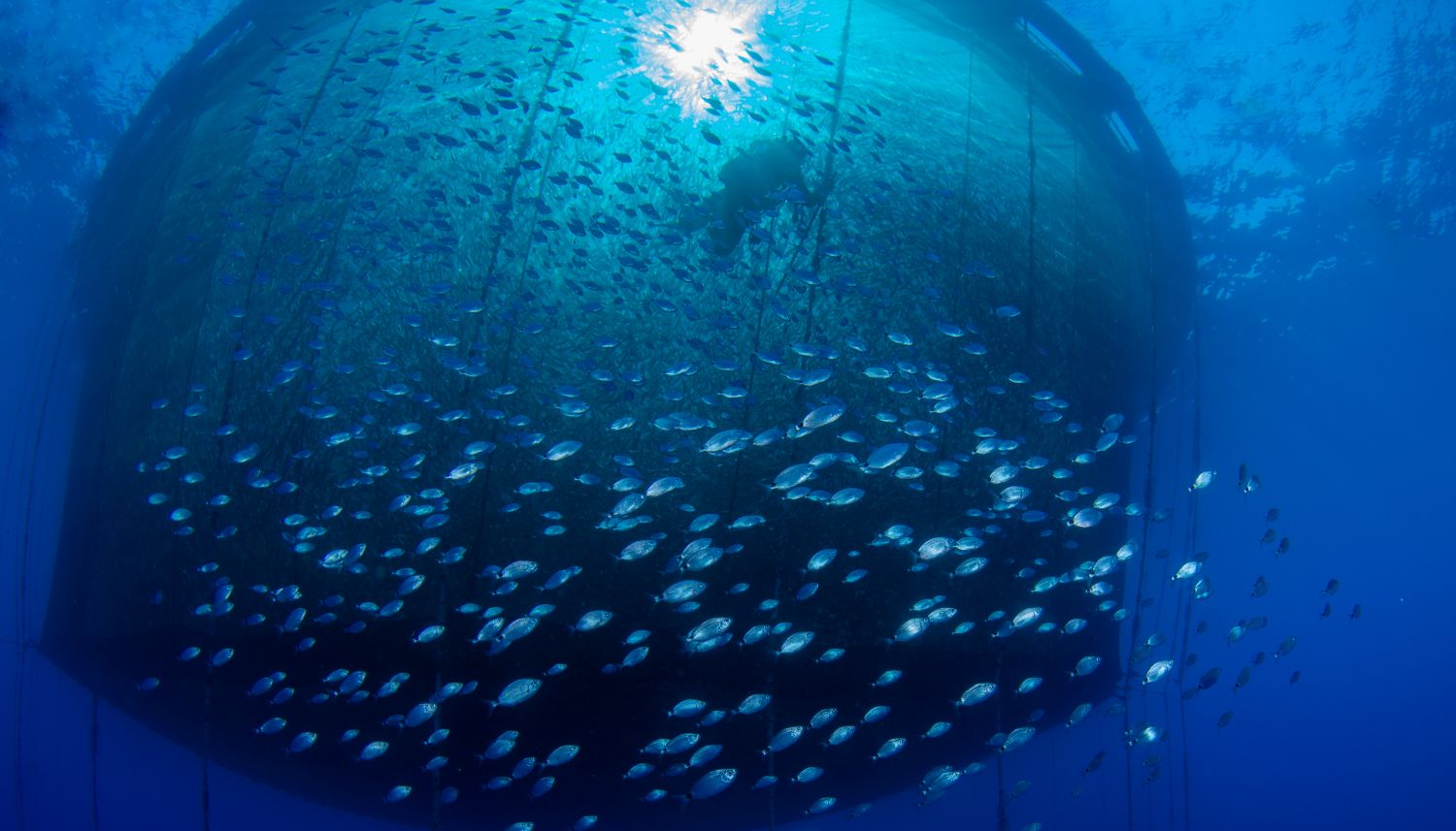 Netztgehege mit tauchendem Mensch von unten. Davor ein Schwarm frei schwimmender Fische.