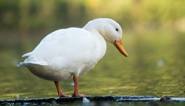 Ente