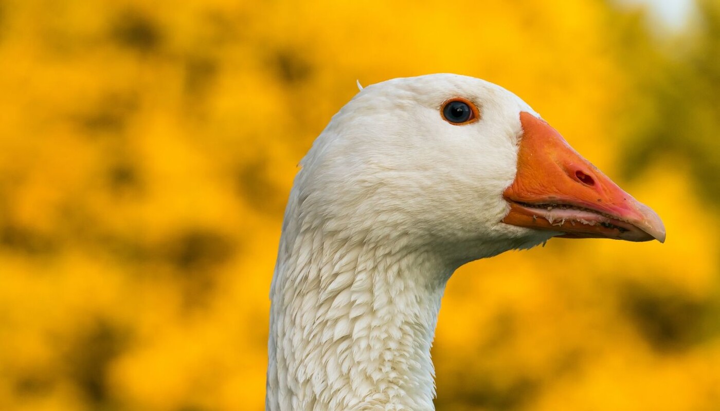 Gans