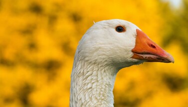 Gans