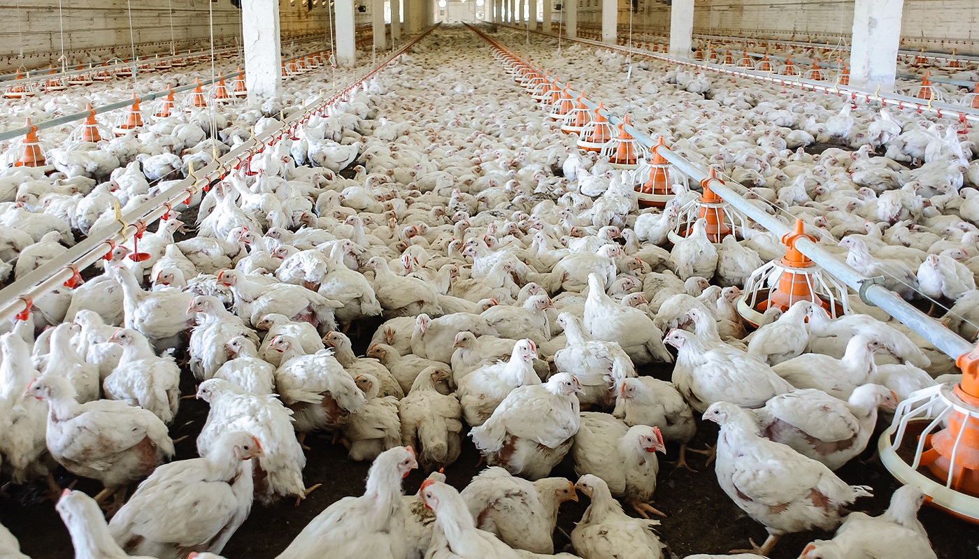 Hühner in Masthalle.