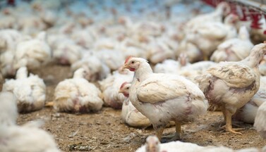 Masthühner im Stall