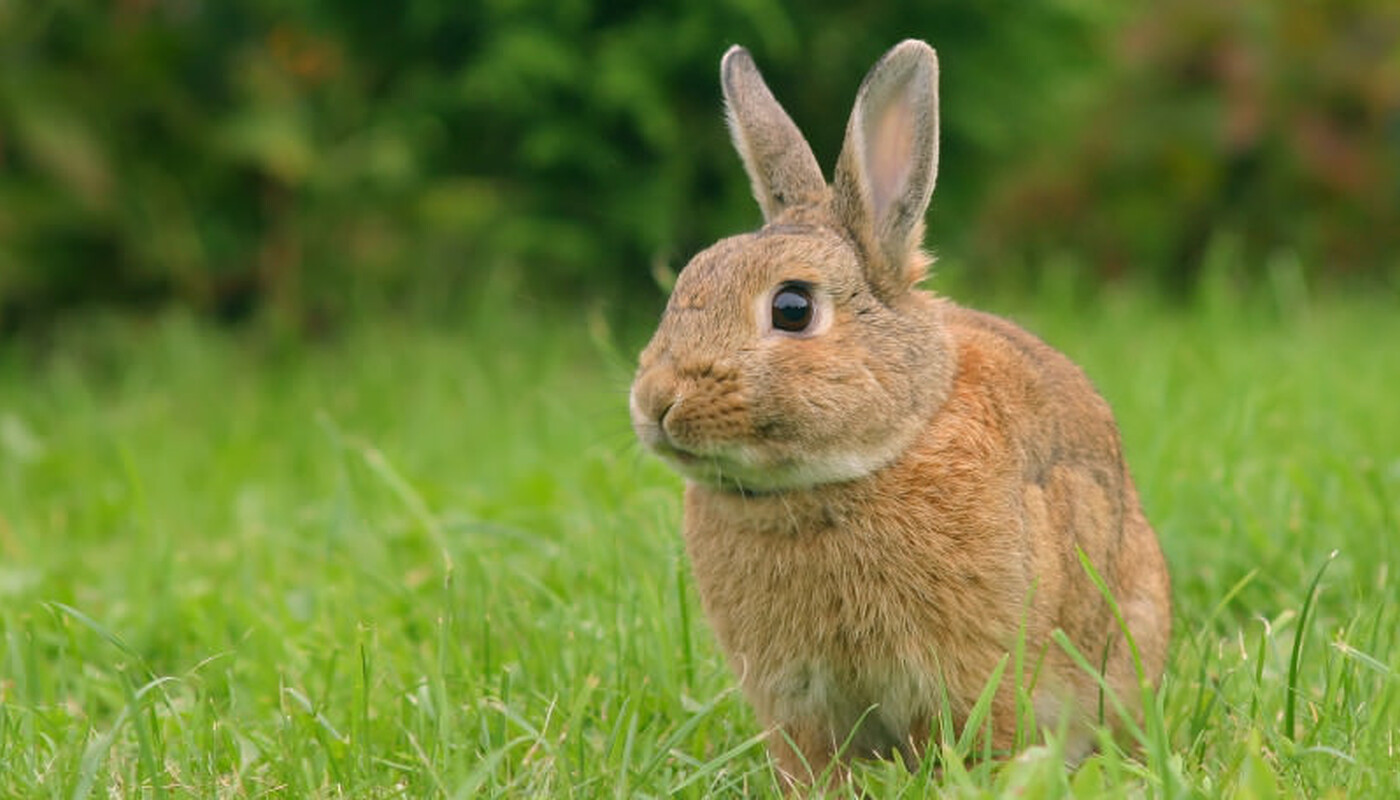 Kaninchen auf Wiese