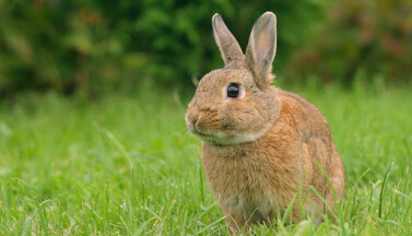 Kaninchen auf Wiese