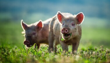 © Chumash Maxim – Shutterstock