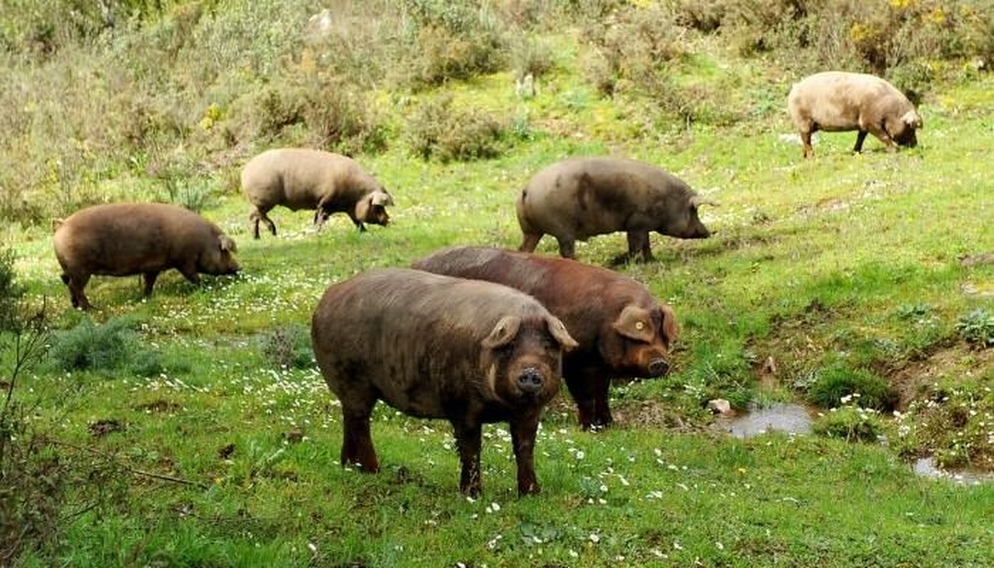 Schweine auf einer Wiese