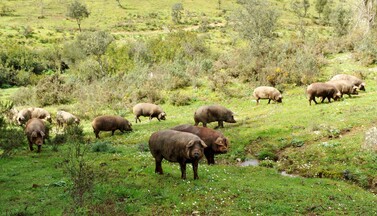 Schweine auf einer Wiese