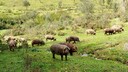 Schweine auf einer Wiese