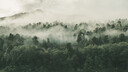 Wald