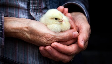 Küken in Hand