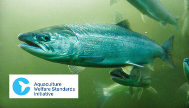 Fish in aquaculture