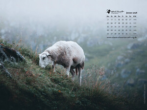 Tierkalender 4:3