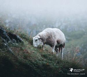 Hintergrundbild Smartphones