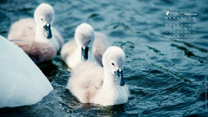 Desktophintergrund 16:9