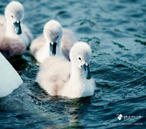 Hintergrundbild Smartphones