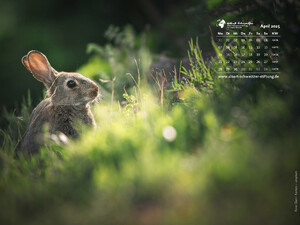 Tierkalender 4:3