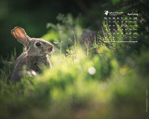 Desktophintergrund 5:4