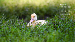 Desktophintergrund 16:9