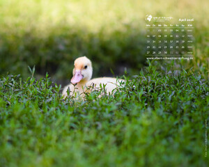 Desktophintergrund 5:4